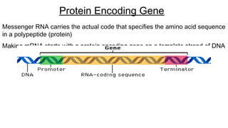 Messenger RNA carries the actual code that specifies the amino acid sequence
in a polypeptide (protein)
Making mRNA starts with a protein encoding gene on a template strand of DNA
Protein Encoding Gene
 