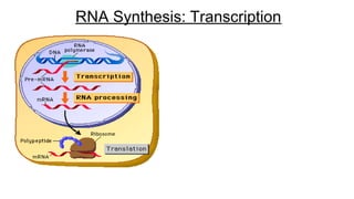 RNA Synthesis: Transcription
 
