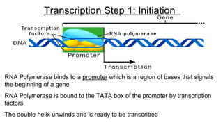 RNA Polymerase binds to a promoter which is a region of bases that signals
the beginning of a gene
RNA Polymerase is bound to the TATA box of the promoter by transcription
factors
The double helix unwinds and is ready to be transcribed
Transcription Step 1: Initiation
 
