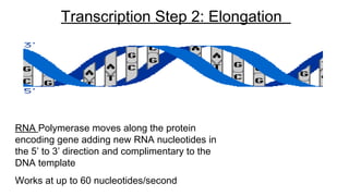 RNA Polymerase moves along the protein
encoding gene adding new RNA nucleotides in
the 5’ to 3’ direction and complimentary to the
DNA template
Works at up to 60 nucleotides/second
Transcription Step 2: Elongation
 