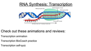 Check out these animations and reviews:
Transcription animation
Transcription BioCoach practice
Transcription self-quiz
RNA Synthesis: Transcription
 