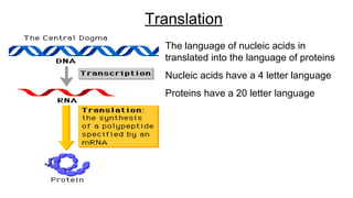 The language of nucleic acids in
translated into the language of proteins
Nucleic acids have a 4 letter language
Proteins have a 20 letter language
Translation
 