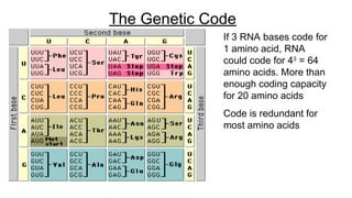 The Genetic Code
If 3 RNA bases code for
1 amino acid, RNA
could code for 43
= 64
amino acids. More than
enough coding capacity
for 20 amino acids
Code is redundant for
most amino acids
 