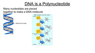 Many nucleotides are pieced
together to make a DNA molecule
DNA is a Polynucleotide
 