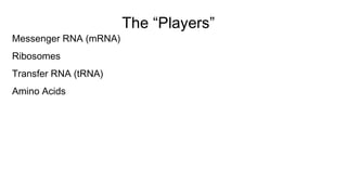 The “Players”
Messenger RNA (mRNA)
Ribosomes
Transfer RNA (tRNA)
Amino Acids
 