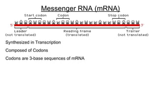 Messenger RNA (mRNA)
Synthesized in Transcription
Composed of Codons
Codons are 3-base sequences of mRNA
 