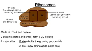 Ribosomes
Made of rRNA and protein
2 subunits (large and small) form a 3D groove
2 major sites: P site---holds the growing polypeptide
A site---new amino acids enter here
 