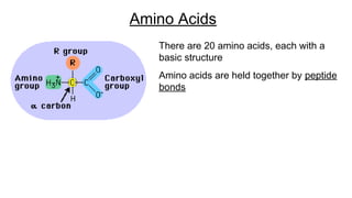 There are 20 amino acids, each with a
basic structure
Amino acids are held together by peptide
bonds
Amino Acids
 