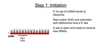 Step 1: Initiation
5’ G-cap of mRNA binds to
ribosome
Start codon AUG and anticodon
with Methionine bind a P site
A site is open and ready to receive
new tRNAs
 