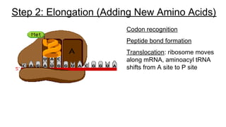 Step 2: Elongation (Adding New Amino Acids)
Codon recognition
Peptide bond formation
Translocation: ribosome moves
along mRNA, aminoacyl tRNA
shifts from A site to P site
 
