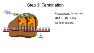 Step 3: Termination
A stop codon is reached
UAA UAG UGA
All parts release
 