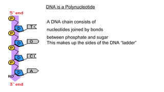 A DNA chain consists of
nucleotides joined by bonds
between phosphate and sugar
This makes up the sides of the DNA “ladder”
DNA is a Polynucleotide
 