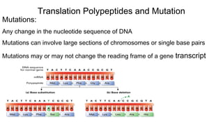 Mutations:
Any change in the nucleotide sequence of DNA
Mutations can involve large sections of chromosomes or single base pairs
Mutations may or may not change the reading frame of a gene transcript
Translation Polypeptides and Mutation
 