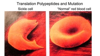 Translation Polypeptides and Mutation
Sickle cell “Normal” red blood cell
 