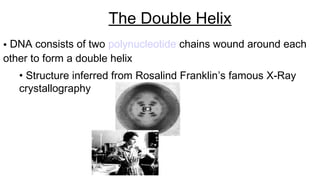 • DNA consists of two polynucleotide chains wound around each
other to form a double helix
• Structure inferred from Rosalind Franklin’s famous X-Ray
crystallography
The Double Helix
 