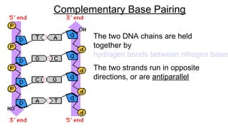 The two DNA chains are held
together by
hydrogen bonds between nitrogen bases
The two strands run in opposite
directions, or are antiparallel
Complementary Base Pairing
 