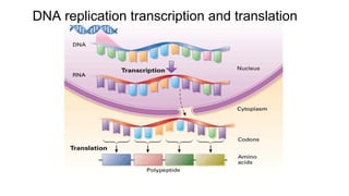 DNA replication transcription and translation
 