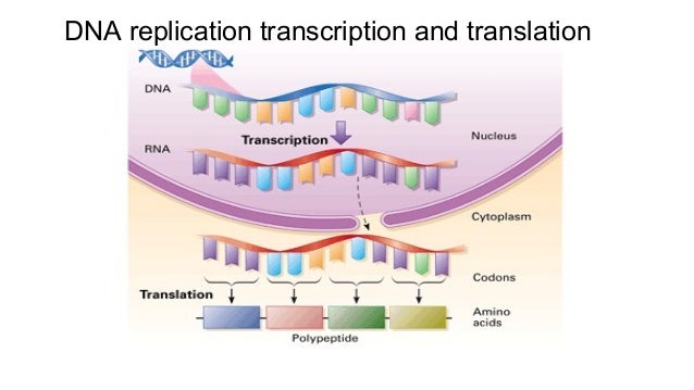 Dna Replication Transcription And Translation Chart