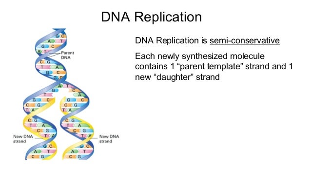 Worksheets Replication Transcription Translation Worksheet collection of dna replication transcription and translation worksheet