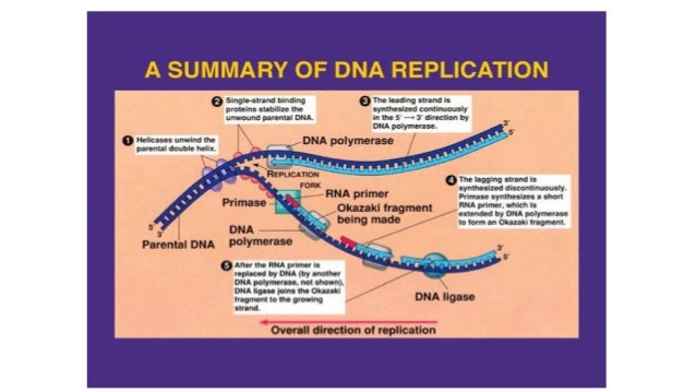 photo Dna Replication Transcription And Translation Worksheet Answers dna replication transcription and