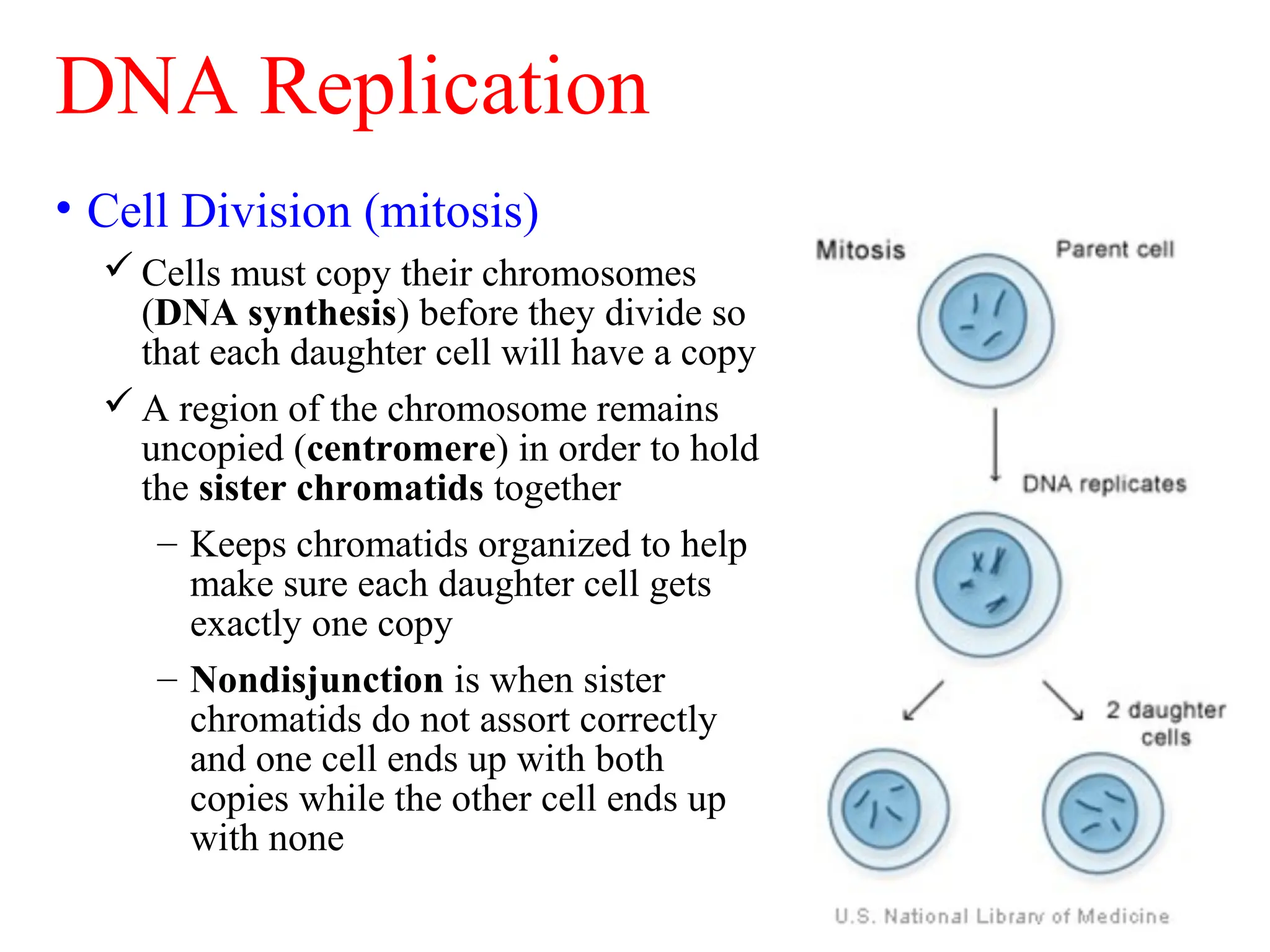 dnareplicationtranscriptionandtranslation-150305054503-conversion ...