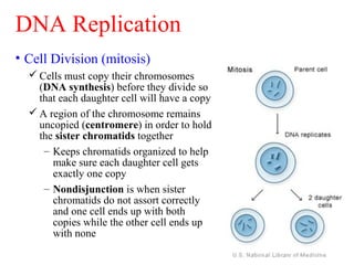 • Cell Division (mitosis)
 Cells must copy their chromosomes
(DNA synthesis) before they divide so
that each daughter cell will have a copy
 A region of the chromosome remains
uncopied (centromere) in order to hold
the sister chromatids together
– Keeps chromatids organized to help
make sure each daughter cell gets
exactly one copy
– Nondisjunction is when sister
chromatids do not assort correctly
and one cell ends up with both
copies while the other cell ends up
with none
DNA Replication
 