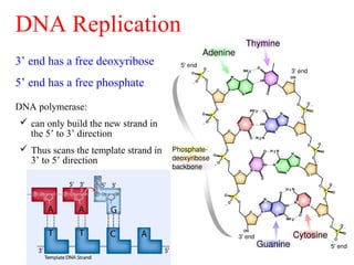Dna replication;transcription and translation | PPT