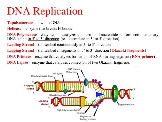 Dna replication;transcription and translation