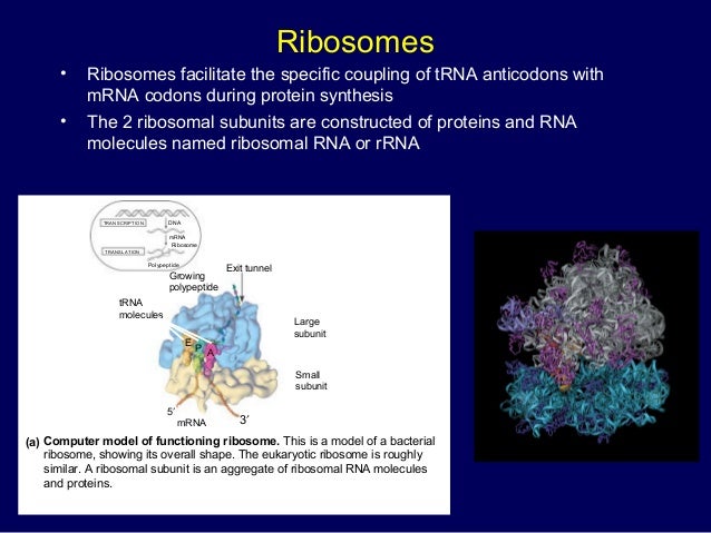 dna replication transcription and translation combines with protein to form the 2 ribosomal subunits