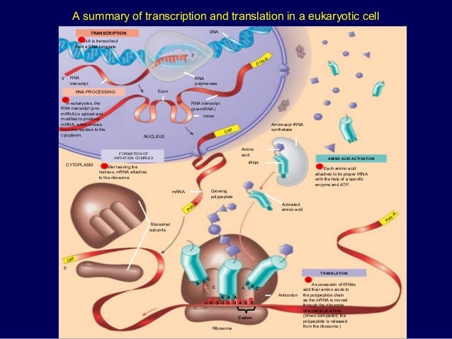 Dna replication, transcription and translation
