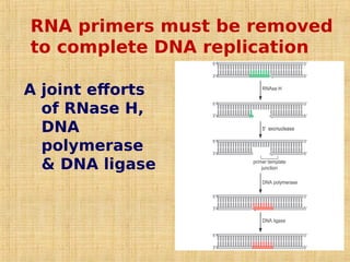 RNA primers must be removed
to complete DNA replication
A joint efforts
of RNase H,
DNA
polymerase
& DNA ligase
 