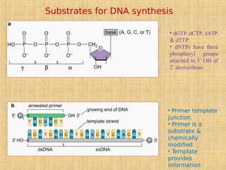 Substrates for DNA synthesis
• dGTP, dCTP, dATP,
& dTTP.
• dNTPs have three
phosphoryl groups
attached to 5’ OH of
2’ deoxyribose
• Primer template
junction.
• Primer is a
substrate &
chemically
modified.
• Template
provides
information
 