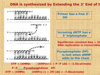 Primer has a free 3’-
OH
Incoming dNTP has a
5’ triphosphate
Pyrophosphate (PP)
is lost when dNMP
adds to the chain
DNA is synthesized by Extending the 3’ End of th
XTP + (XMP)n (XMP)n+1 + P~P (ΔG = -3.5kcal/mole)
P~P Pyrophosphatase 2Pi
XTP + (XMP)n (XMP)n+1 + 2Pi (ΔG = -7.0kcal/mole)
Equilibrium constant Keq = 10
DNA replication is irreversible
 