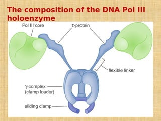 The composition of the DNA Pol III
holoenzyme
 