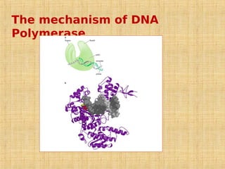 The mechanism of DNA
Polymerase
 