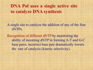 DNA Pol uses a single active site
to catalyze DNA synthesis
A single site to catalyze the addition of any of the four
dNTPs.
Recognition of different dNTP by monitoring the
ability of incoming dNTP in forming A-T and G-C
base pairs; incorrect base pair dramatically lowers
the rate of catalysis (kinetic selectivity).
 