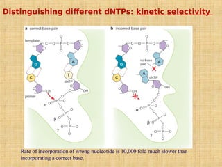 Distinguishing different dNTPs: kinetic selectivity
Rate of incorporation of wrong nucleotide is 10,000 fold much slower than
incorporating a correct base.
 