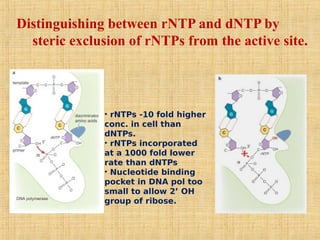 Distinguishing between rNTP and dNTP by
steric exclusion of rNTPs from the active site.
• rNTPs -10 fold higher
conc. in cell than
dNTPs.
• rNTPs incorporated
at a 1000 fold lower
rate than dNTPs
• Nucleotide binding
pocket in DNA pol too
small to allow 2’ OH
group of ribose.
 