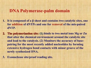 1. It is composed of a β sheet and contains two catalytic sites, one
for addition of dNTPs and one for removal of the mis-paired
dNTP.
2.
2. The polymerization site:
The polymerization site: (1)
(1) binds to two metal ions Mg or Zn
that alter the chemical environment around the catalytic site
and lead to the catalysis. (2) Monitors the accuracy of base-
pairing for the most recently added nucleotides by forming
extensive hydrogen bond contacts with minor groove of the
newly synthesized DNA.
3. Exonuclease site/proof reading site.
DNA Polymerase-palm domain
 