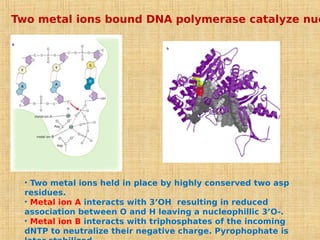 Two metal ions bound DNA polymerase catalyze nuc
• Two metal ions held in place by highly conserved two asp
residues.
• Metal ion A interacts with 3’OH resulting in reduced
association between O and H leaving a nucleophillic 3’O-.
• Metal ion B interacts with triphosphates of the incoming
dNTP to neutralize their negative charge. Pyrophophate is
 