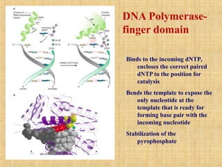 Binds to the incoming dNTP,
encloses the correct paired
dNTP to the position for
catalysis
Bends the template to expose the
only nucleotide at the
template that is ready for
forming base pair with the
incoming nucleotide
Stabilization of the
pyrophosphate
DNA Polymerase-
finger domain
 