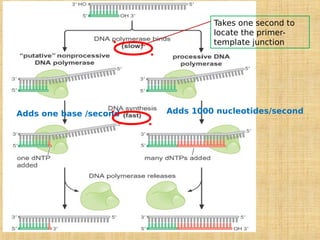 Takes one second to
locate the primer-
template junction
Adds 1000 nucleotides/second
Adds one base /second
 
