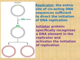 Replicator: the entire
site of cis-acting DNA
sequences sufficient
to direct the initiation
of DNA replication
Initiator protein:
specifically recognizes
a DNA element in the
replicator and
activates the initiation
of replication
 