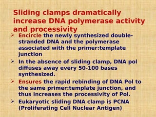 Sliding clamps dramatically
increase DNA polymerase activity
and processivity
 Encircle the newly synthesized double-
stranded DNA and the polymerase
associated with the primer:template
junction
 In the absence of sliding clamp, DNA pol
diffuses away every 50-100 bases
synthesized.
 Ensures the rapid rebinding of DNA Pol to
the same primer:template junction, and
thus increases the processivity of Pol.
 Eukaryotic sliding DNA clamp is PCNA
(Proliferating Cell Nuclear Antigen)
 