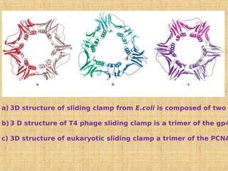a) 3D structure of sliding clamp from E.coli is composed of two
b) 3 D structure of T4 phage sliding clamp is a trimer of the gp4
c) 3D structure of eukaryotic sliding clamp a trimer of the PCNA
 