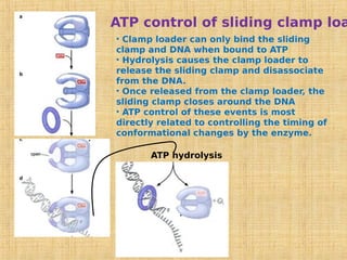 ATP hydrolysis
ATP control of sliding clamp loa
• Clamp loader can only bind the sliding
clamp and DNA when bound to ATP
• Hydrolysis causes the clamp loader to
release the sliding clamp and disassociate
from the DNA.
• Once released from the clamp loader, the
sliding clamp closes around the DNA
• ATP control of these events is most
directly related to controlling the timing of
conformational changes by the enzyme.
 
