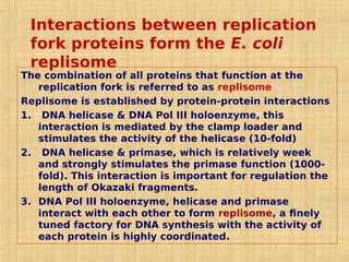 Interactions between replication
fork proteins form the E. coli
replisome
The combination of all proteins that function at the
replication fork is referred to as replisome
Replisome is established by protein-protein interactions
1. DNA helicase & DNA Pol III holoenzyme, this
interaction is mediated by the clamp loader and
stimulates the activity of the helicase (10-fold)
2. DNA helicase & primase, which is relatively week
and strongly stimulates the primase function (1000-
fold). This interaction is important for regulation the
length of Okazaki fragments.
3. DNA Pol III holoenzyme, helicase and primase
interact with each other to form replisome, a finely
tuned factory for DNA synthesis with the activity of
each protein is highly coordinated.
 