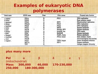 Examples of eukaryotic DNA
polymerases
plus many more
Pol 
(mitochondrial)
Mass 300,000 40,000 170-230,000
250,000 180-300,000
 