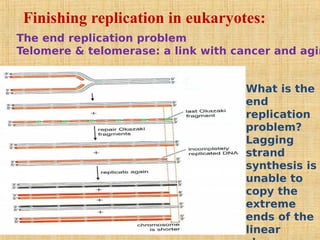 Finishing replication in eukaryotes:
The end replication problem
Telomere & telomerase: a link with cancer and agin
What is the
end
replication
problem?
Lagging
strand
synthesis is
unable to
copy the
extreme
ends of the
linear
 