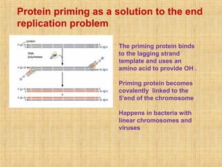 Protein priming as a solution to the end
replication problem
The priming protein binds
to the lagging strand
template and uses an
amino acid to provide OH .
Priming protein becomes
covalently linked to the
5’end of the chromosome
Happens in bacteria with
linear chromosomes and
viruses
 